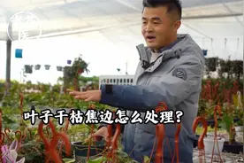 叶子干枯焦边怎么处理？视频封面