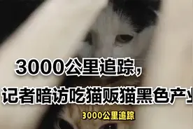 3000公里追踪，记者暗访吃猫贩猫黑色产业链视频封面