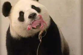 熊猫哼唧唧，叼着个“东西”硬要给饲养员看：快放下它让我来！视频封面