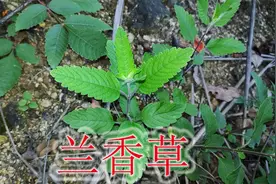 农村野生草药“兰香草”，植物俗称“山薄荷”，遇见可别错过！视频封面