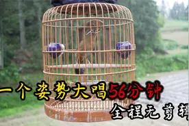 极品公画眉鸟一个姿势大唱56分钟，全程无任何剪辑，值得一听！视频封面