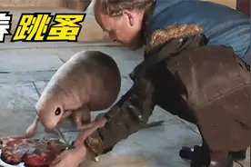 国王突发奇想养跳蚤，嫌它太小每天喂牛肉，怎料长到最后比牛还大视频封面