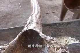揭秘原始部落陋习文化，下巴上穿一截木棍，雨林深处视频封面