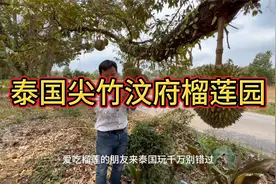 泰国尖竹汶府榴莲园视频封面