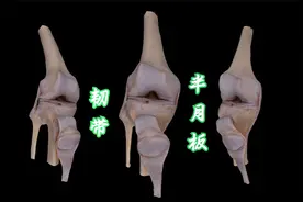 膝关节的韧带和半月板视频封面