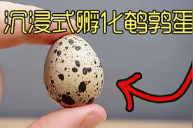 耗时60天，孵化超市买来的60个鹌鹑蛋，这过程太难了视频封面