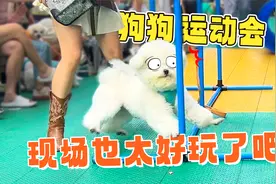 来看看狗狗运动会，现场糗态百出，简直太欢乐了！视频封面
