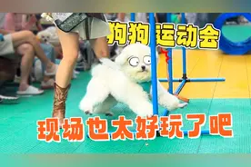 来看看狗狗运动会，现场糗态百出，简直太欢乐了！视频封面