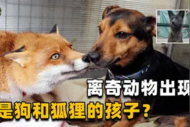 又一离奇杂交动物出现！狗和狐狸生出孩子，难道生殖隔离是假的？视频封面