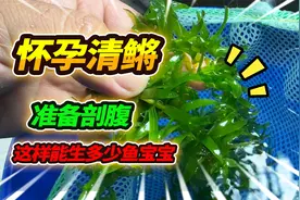准备给怀孕清鳉鱼剖腹产，捞出来后发现卵没了，没想到竟被它吃了视频封面