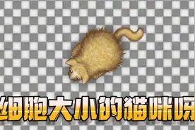 美味星球：小猫咪励志长大变强视频封面