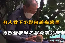 农村大爷收养小野猪竟被赖上，不料学会了种地，还救下老汉一命视频封面