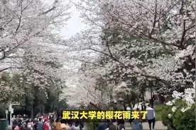 武汉大学的樱花雨来了！快来感受这如梦如幻的浪漫花海吧！视频封面
