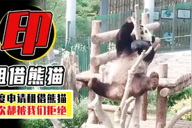 印度申请租借熊猫，屡次都被我们拒绝，为什么不把熊猫租给他们？视频封面