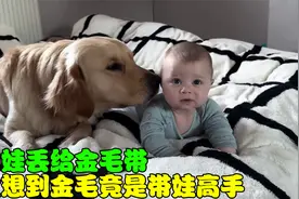 把宝宝丢给金毛带，没想到金毛竟是带娃高手，真是太有爱了！视频封面