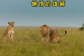 成年雄狮偶遇母亲，面对游手好闲的大儿子，母狮每天摆着一张臭脸视频封面