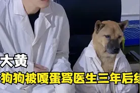 狗狗被绝育，骂了宠物医生三年，这个事后续来了！视频封面