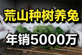 男子在荒山种核桃树养兔子，年销售额高达5000多万元视频封面