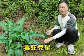 在山脚下发现一棵“毒蛇克星”犁头草，用途很强大，遇见挖些回家视频封面
