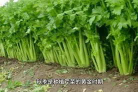 芹菜种植时间，让你的菜园丰收又美味视频封面