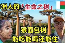 非洲人的生命之树有多神奇？能吃能喝还能住！上万人为了它而来视频封面