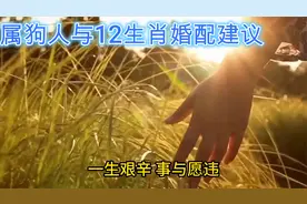属狗人与12生肖婚配建议视频封面