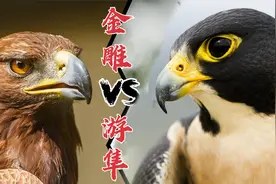 游隼袭击“空中霸主”金雕，是隼吃雕还是雕吃隼，意想不到的结果视频封面