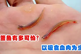 牙签鱼有多可怕？从尿道钻入人体，以吸食血肉为生视频封面