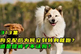 狗狗交配后为何立刻转身就跑？难道是提裤子不认狗？03视频封面