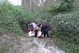 村里抽水抓鱼最强男人，浑水摸鱼百发百中，村民都夸他是高手视频封面