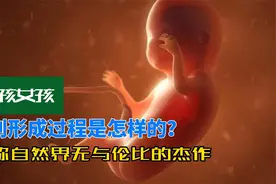 男孩女孩母胎内性别形成过程，堪称自然界无与伦比的杰作之一视频封面