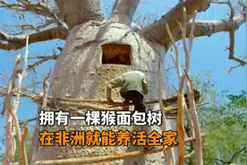 非洲人全家不种地，有一颗猴面包树就饿不死，能吃能住还能储水视频封面