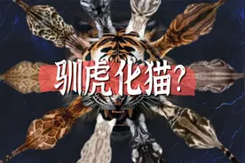 正经人谁不想牵个老虎上街呢？视频封面