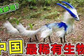 中国“最稀有”的10大生物，第一名仅3只，大熊猫都排不上名视频封面