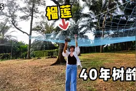 马来西亚种榴莲的都是华人，树龄越大味道越苦，当地人越喜欢视频封面