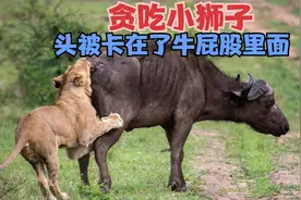 贪吃的小狮子卡在了牛屁股里面，被活活憋S；史上最憋屈的死法视频封面