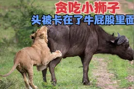 贪吃的小狮子卡在了牛屁股里面，被活活憋S；史上最憋屈的死法视频封面