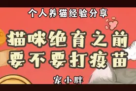 猫咪绝育之前要不要打疫苗呢？视频封面