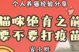 猫咪绝育之前要不要打疫苗呢？视频封面