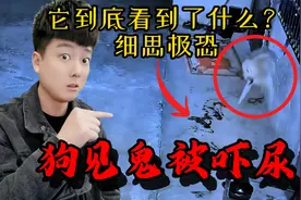 狗子到底看到了什么？都被吓尿了，让人毛骨悚然视频封面