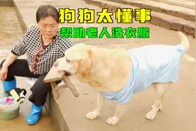 狗狗感念老人辛苦，递板凳陪同老人洗衣服，还懂回家帮拿洗衣刷视频封面