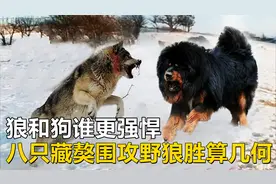狼和狗谁更强悍？野狼遭八只藏獒围攻，胜算能有几何？视频封面