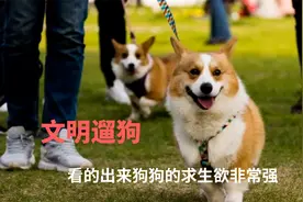 这就是当代养狗人的现状吧，牵着笼子出门，跳舞把狗绳拴在腰上视频封面