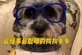 暖心小狗看到主人睡着了，主动上街买菜做饭！真的被暖到了~视频封面