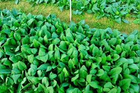 3月能种哪些菜？这5种蔬菜赶快种了，太早太晚都不好视频封面