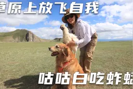 自驾独库公路，看看现在的路况怎么样，咕咕白草原上抓虫子吃视频封面