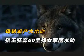 内蒙母狼难产大出血，公狼夜袭60里求助女军医，事后送野猪感谢视频封面