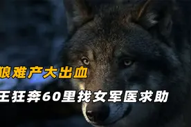 内蒙母狼难产大出血，公狼夜袭60里求助女军医，事后送野猪感谢视频封面