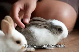 兔子也要温柔对待：正确抱抱宠物兔的技巧！视频封面
