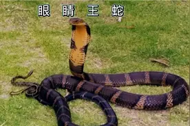 这是眼镜王蛇视频封面